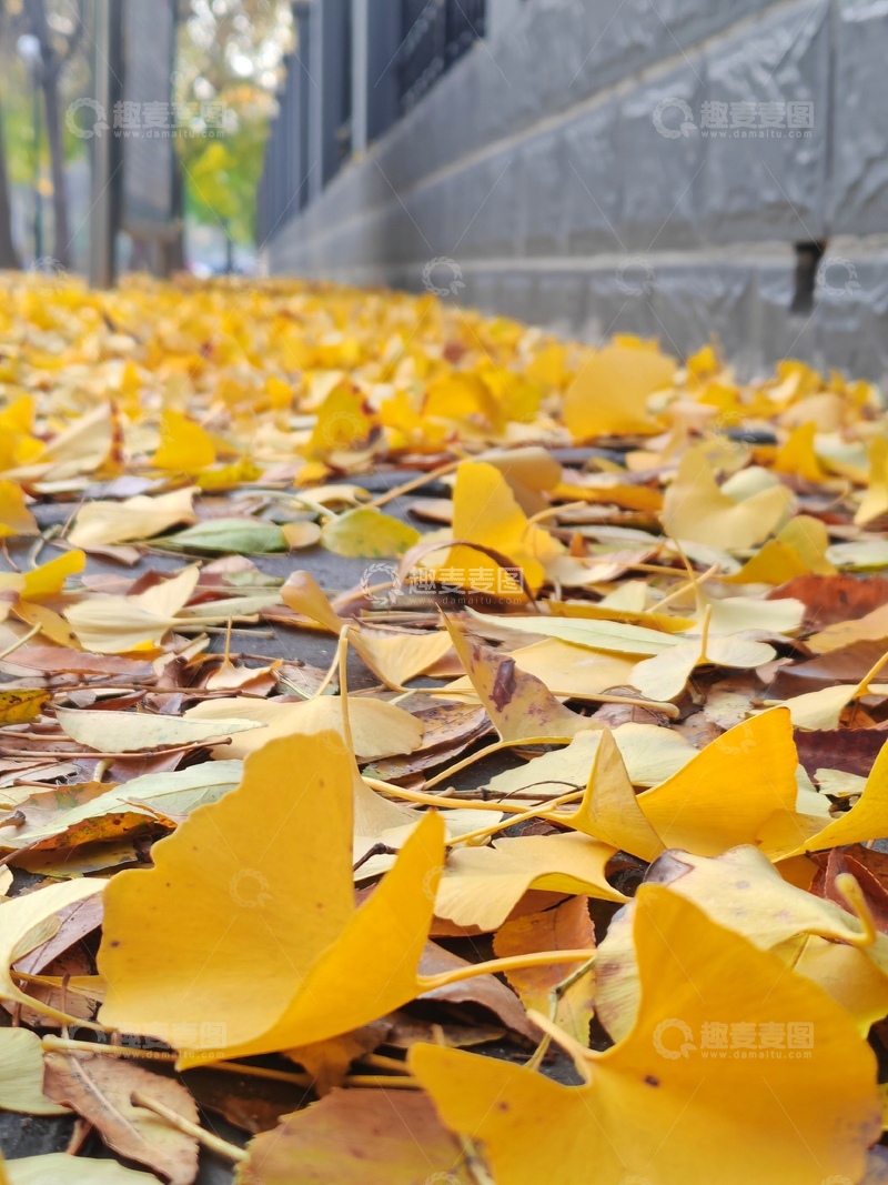 高清大图下载【趣麦麦图】-秋日银杏落叶景观自然风光