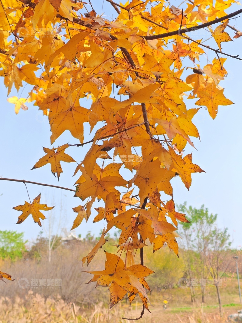 高清大图下载【趣麦麦图】秋日枫叶黄1