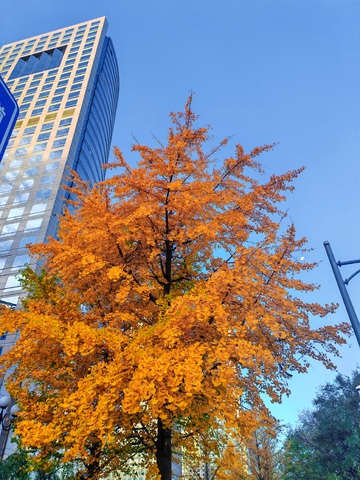 秋日都市金黄银杏