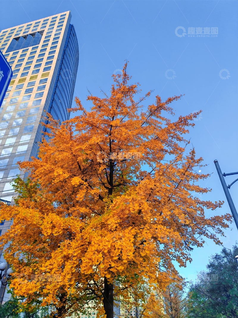 高清大图下载【趣麦麦图】-秋日都市金黄银杏
