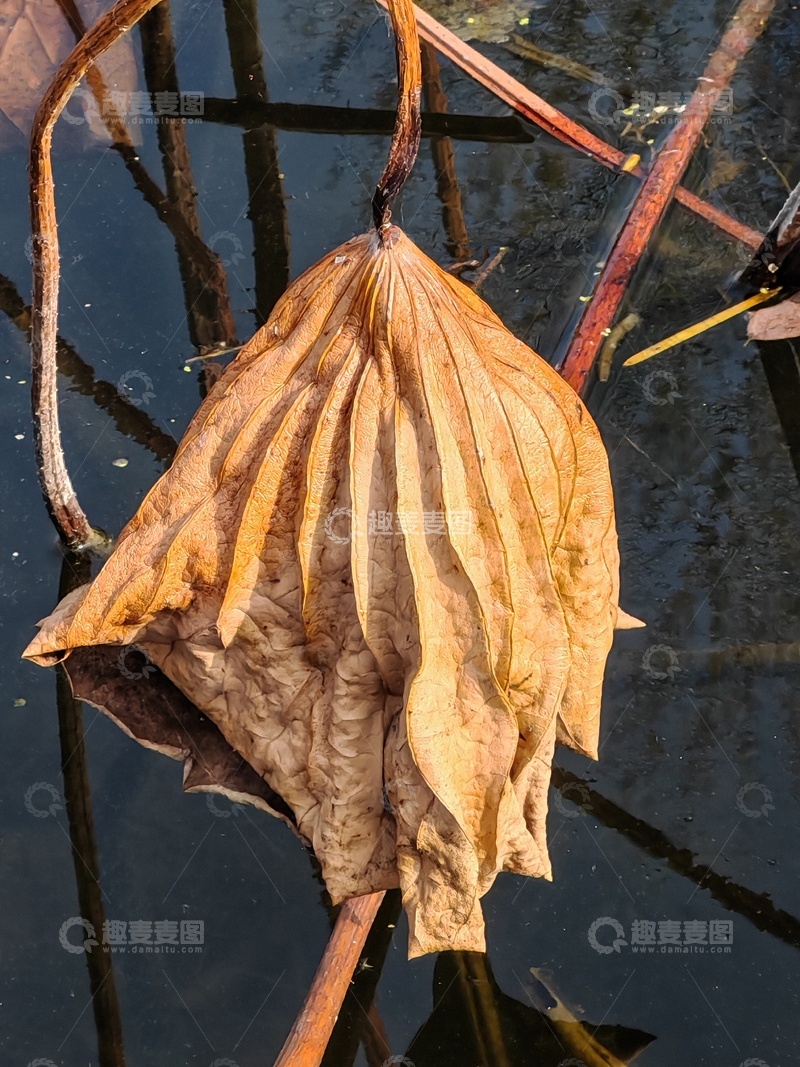 高清大图下载【趣麦麦图】枯荷残叶秋日景象