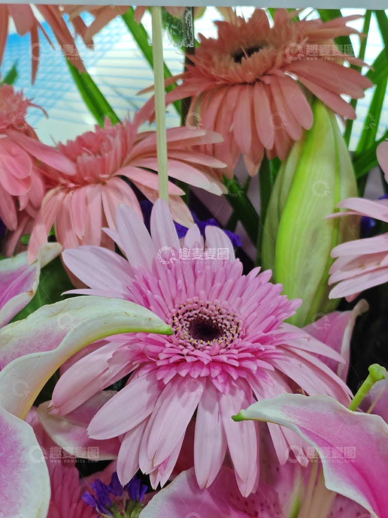 高清大图下载【趣麦麦图】-绚丽花卉拼贴画