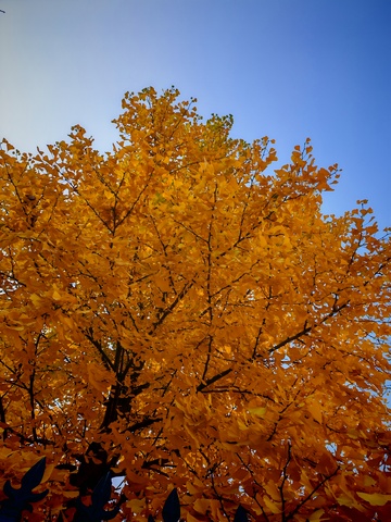 秋日金黄枫叶美景摄影