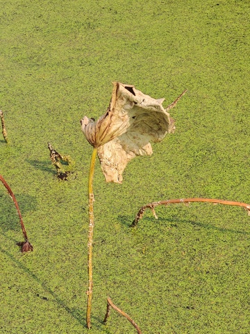 枯萎荷叶浮萍水面摄影图