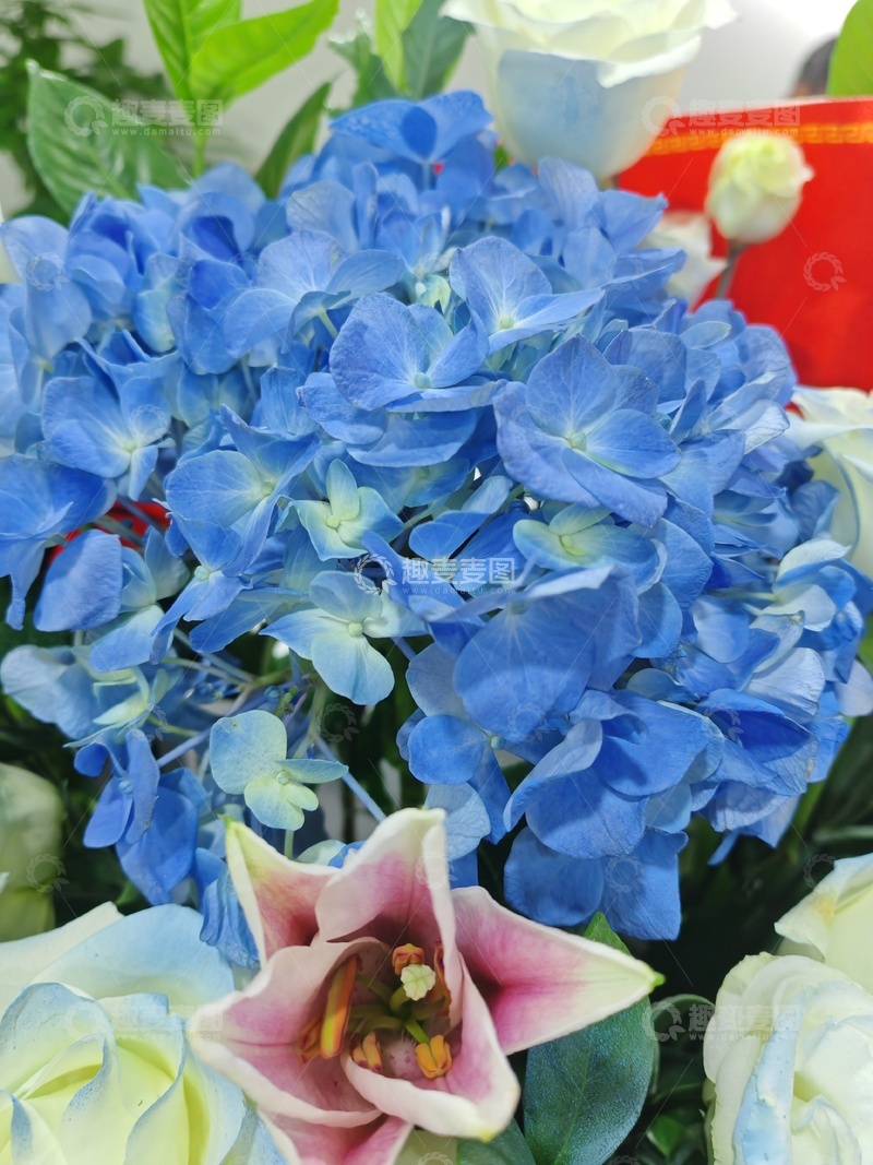 高清大图下载【趣麦麦图】蓝色绣球花百合花束