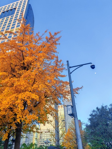 秋日城市街景金黄树叶高楼