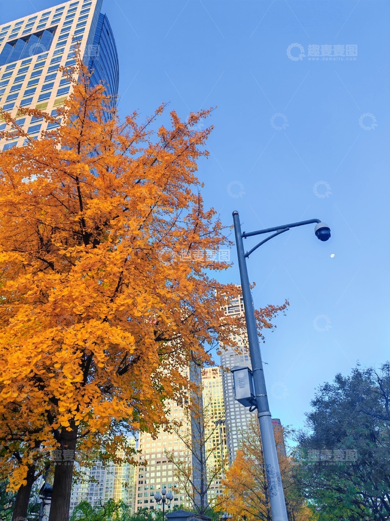 高清大图下载【趣麦麦图】秋日城市街景金黄树叶高楼