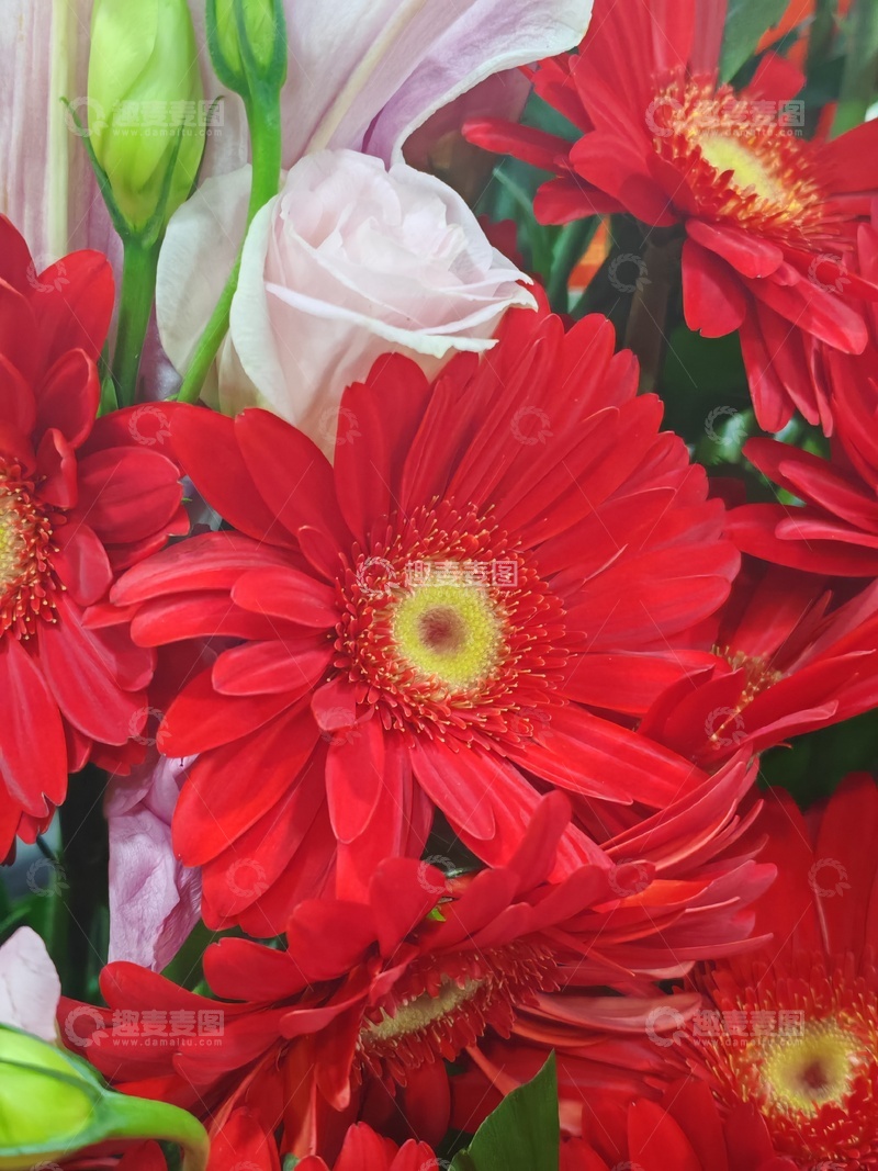 高清大图下载【趣麦麦图】鲜花盛开艳丽花卉摄影