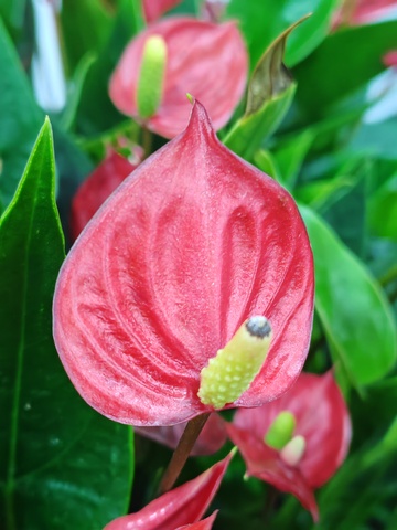 红掌花朵特写绿植摄影