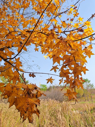 秋日金黄枫叶自然风光