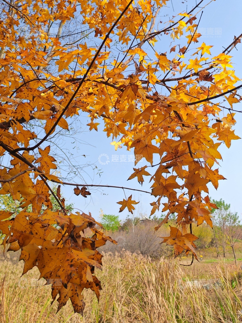 高清大图下载【趣麦麦图】秋日金黄枫叶自然风光