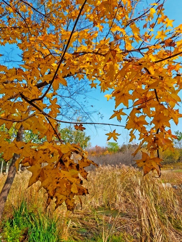 秋日金黄枫叶风景摄影