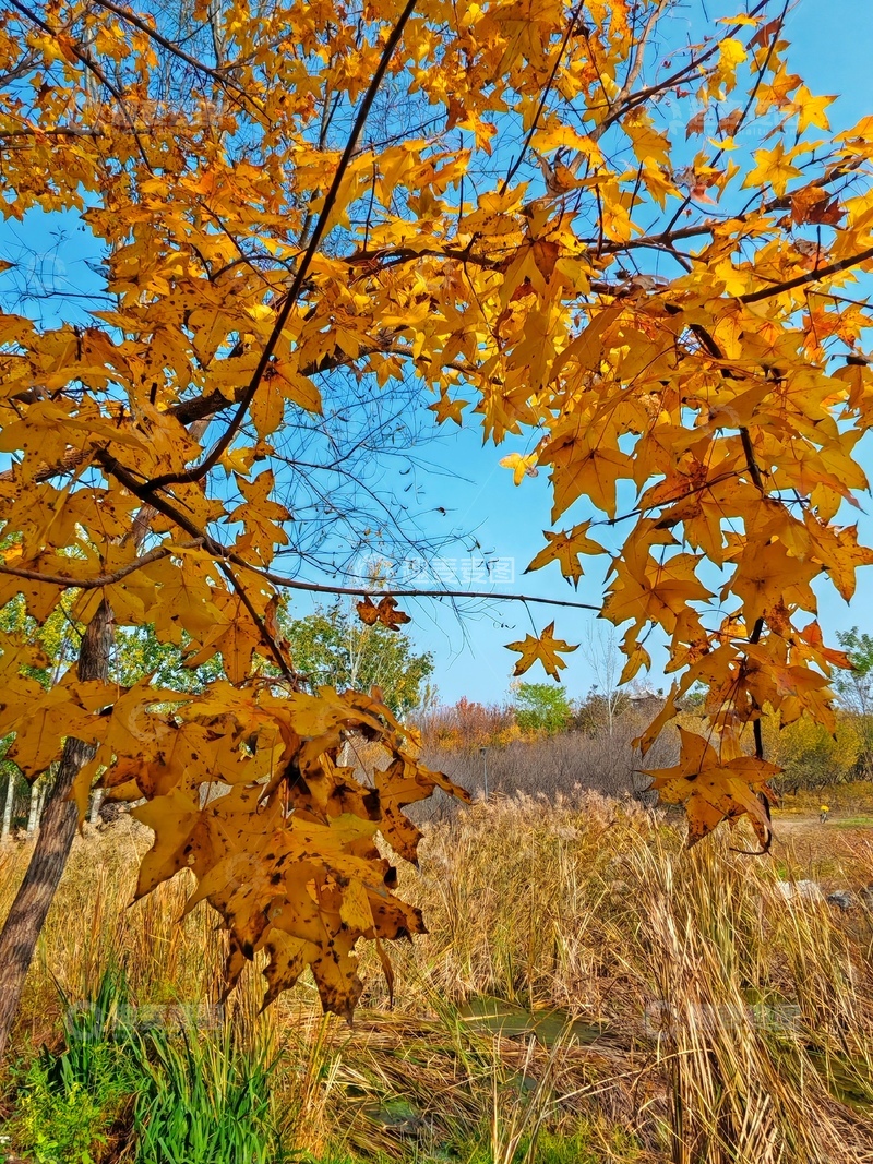 高清大图下载【趣麦麦图】秋日金黄枫叶风景摄影