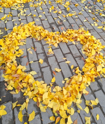 秋日心形银杏叶铺地
