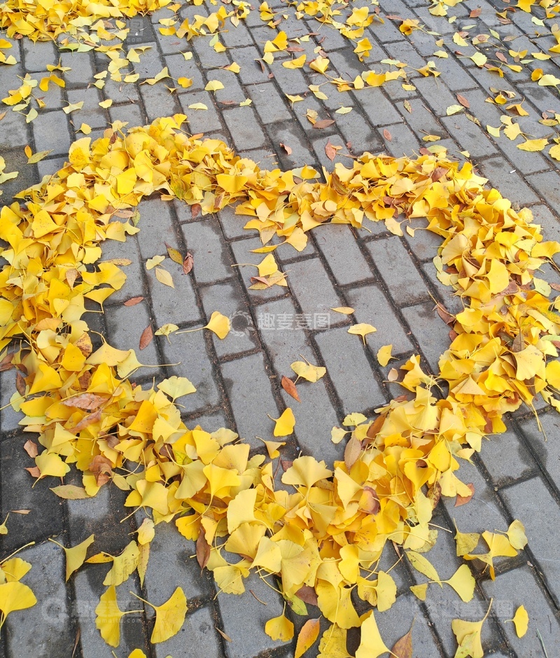 高清大图下载【趣麦麦图】-秋日心形银杏叶铺地