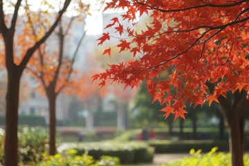 公园里的枫树树林