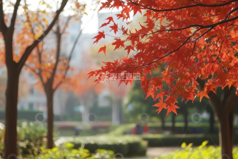 高清大图下载【趣麦麦图】公园里的枫树树林