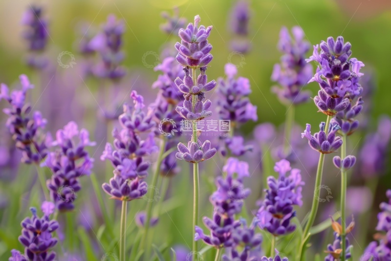 高清大图下载【趣麦麦图】-盛开的紫色薰衣草