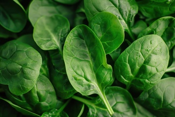 绿色的菠菜美食