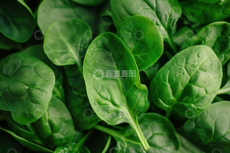 高清大图下载【趣麦麦图】绿色的菠菜美食