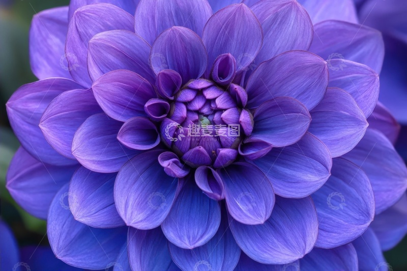 高清大图下载【趣麦麦图】盛开的紫色大花花卉