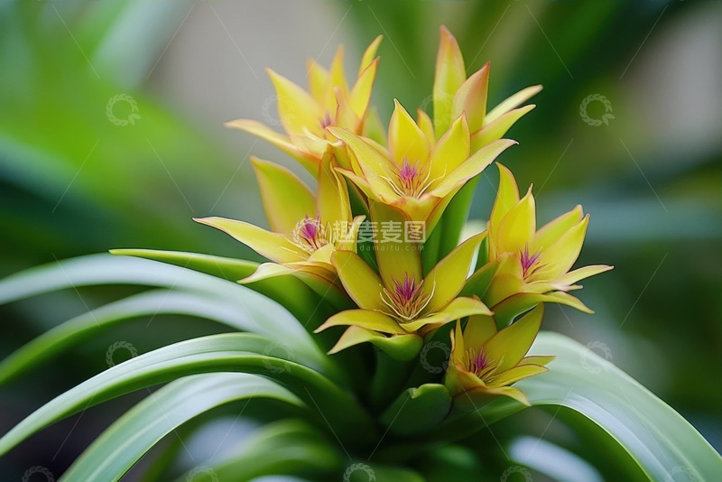 高清大图下载【趣麦麦图】盛开的一簇黄色花朵