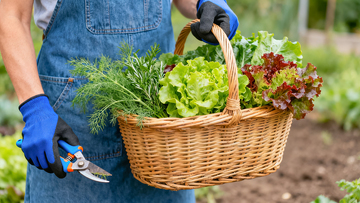 田园风园艺收获篮子摄影图