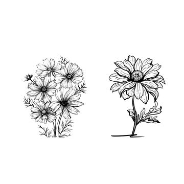 黑白线描花卉素描图案素材