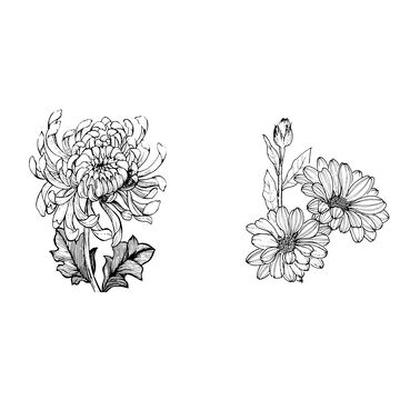 线描花卉图案插画设计素材