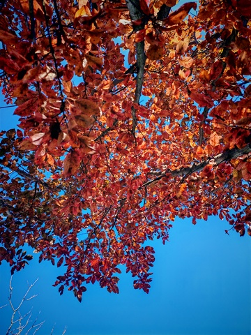 秋日红叶蓝天美景