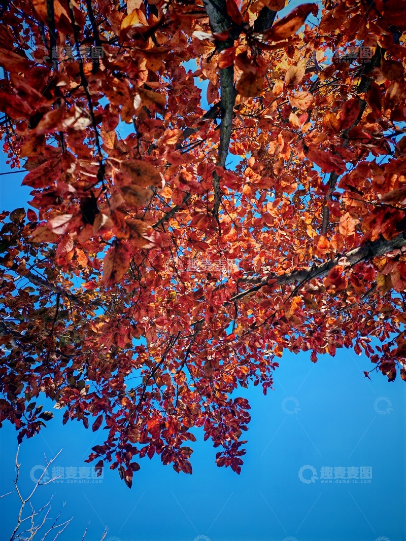 高清大图下载【趣麦麦图】-秋日红叶蓝天美景