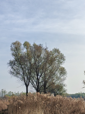 秋意浓野景树木枯草