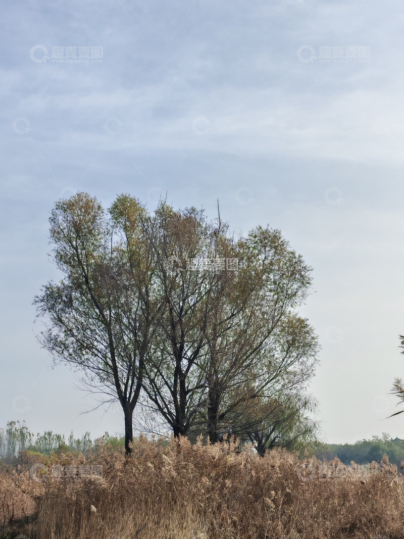 高清大图下载【趣麦麦图】秋意浓野景树木枯草
