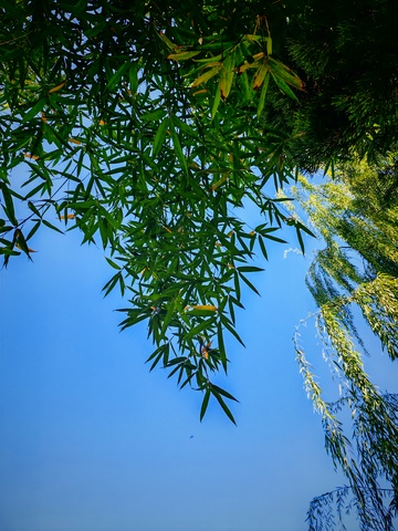 竹林蓝天自然风景