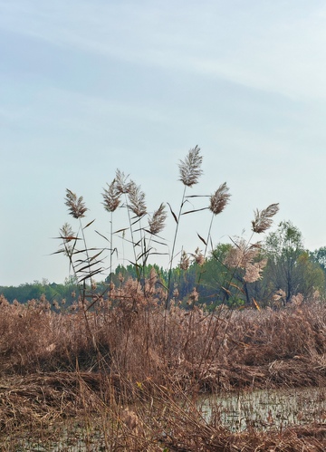 湿地芦苇秋日景色自然风光