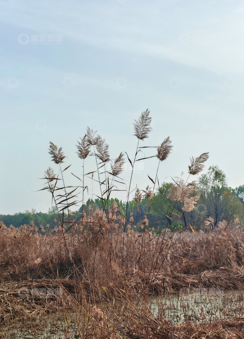高清大图下载【趣麦麦图】湿地芦苇秋日景色自然风光