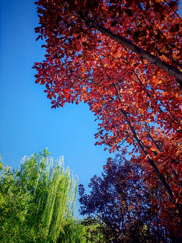 秋日红叶蓝天美景自然风光摄影