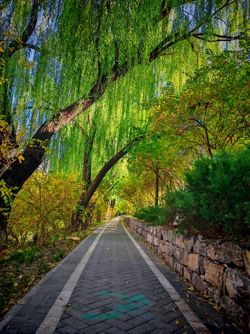 绿荫小路秋日美景