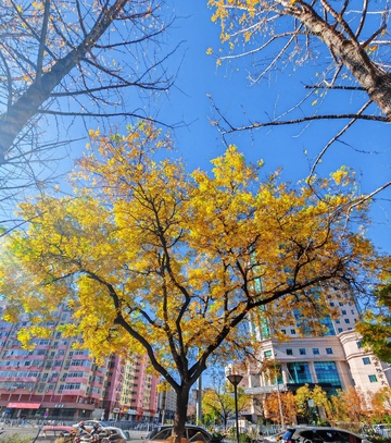 秋日城市金黄树景