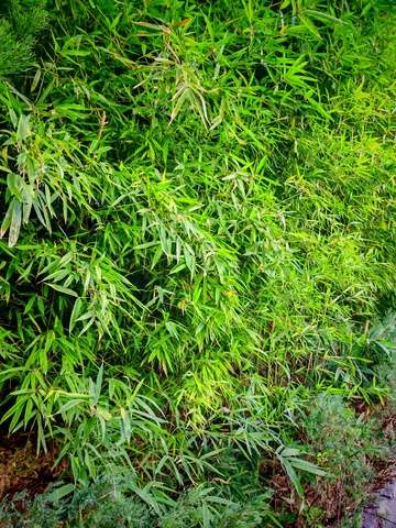 翠绿竹林生机盎然摄影图