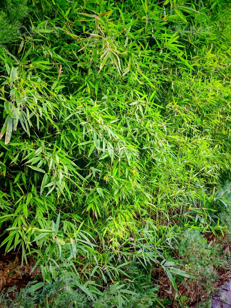 高清大图下载【趣麦麦图】-翠绿竹林生机盎然摄影图