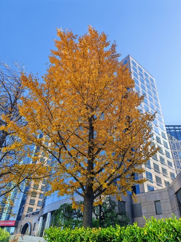 秋日金黄银杏树城市景观
