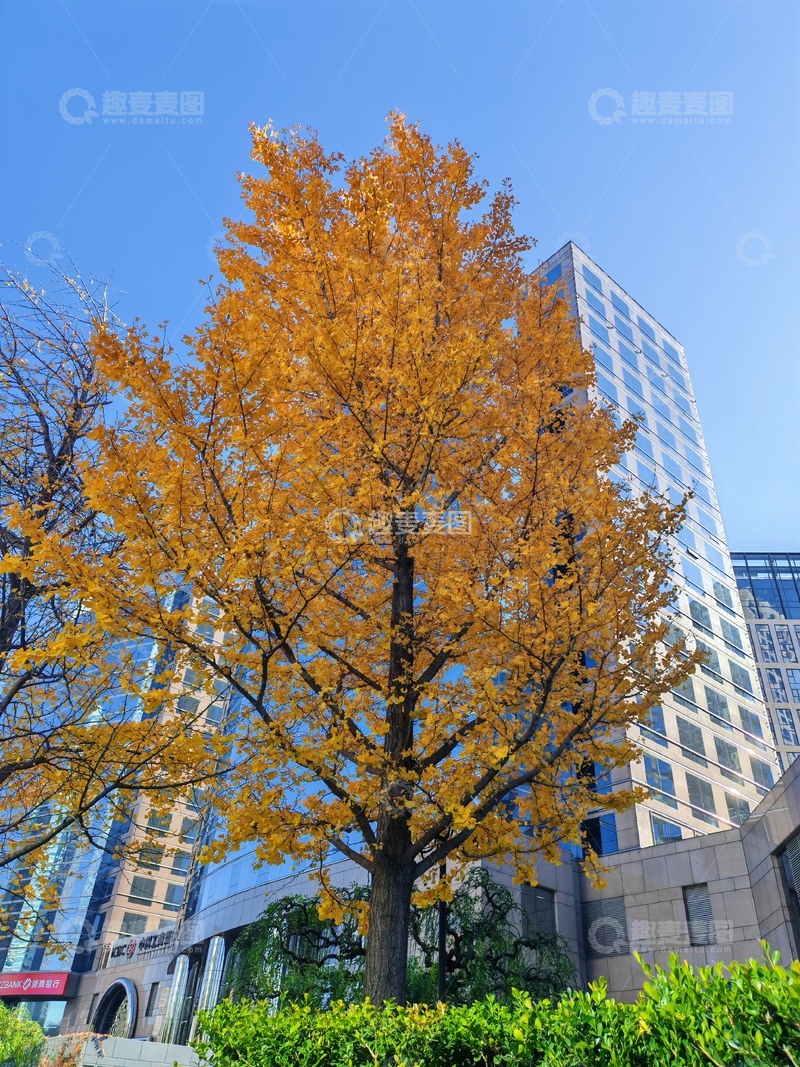 高清大图下载【趣麦麦图】秋日金黄银杏树城市景观