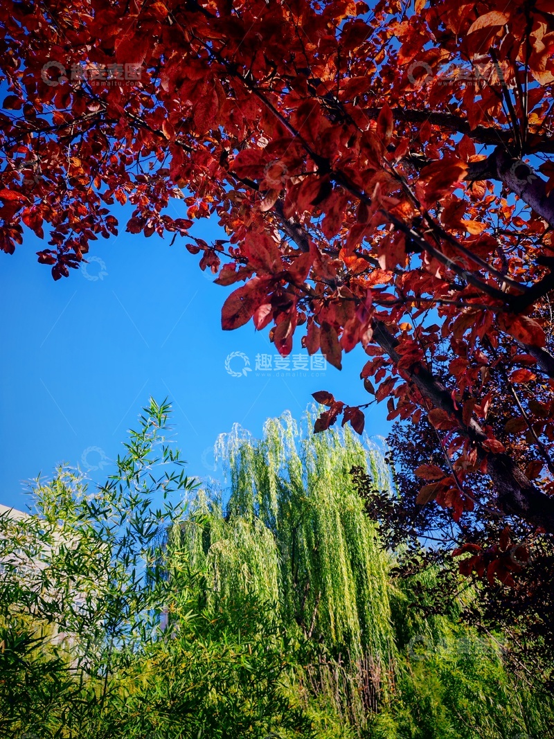 高清大图下载【趣麦麦图】秋叶红蓝天绿柳