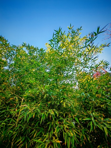 绿意盎然竹叶风景