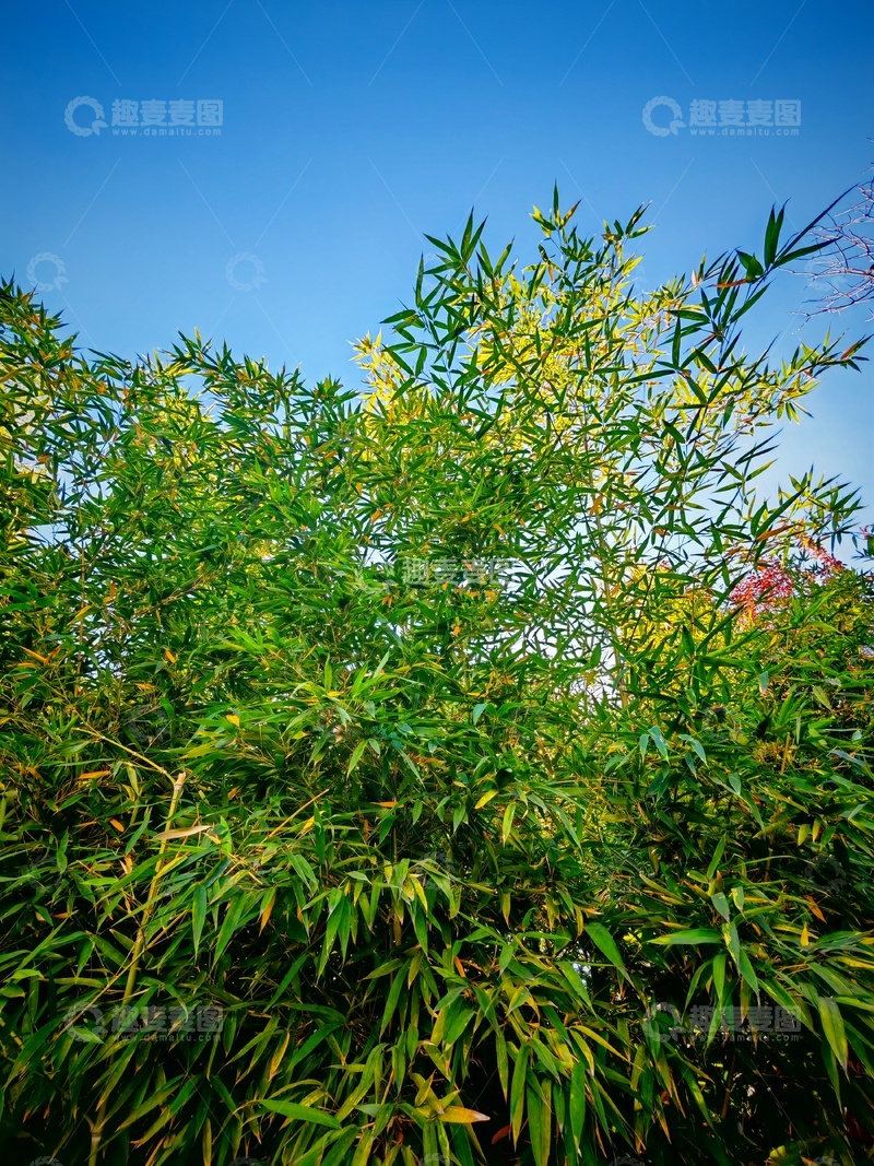绿意盎然竹叶风景