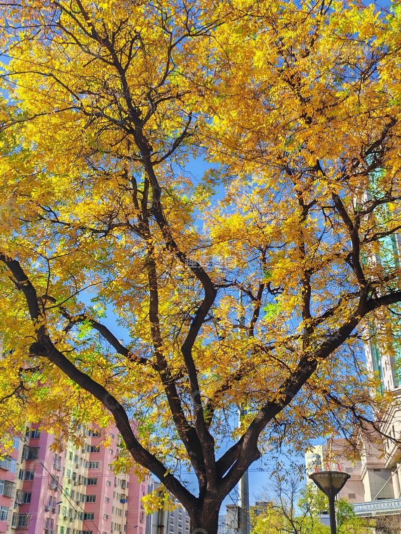 高清大图下载【趣麦麦图】秋日金黄城市风光摄影