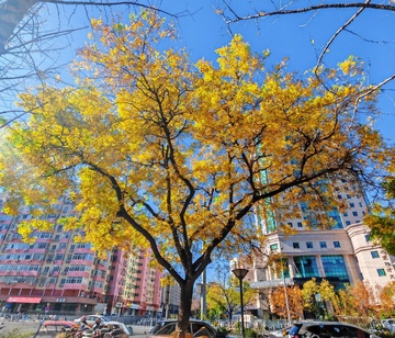 城市秋景金黄树叶高楼背景