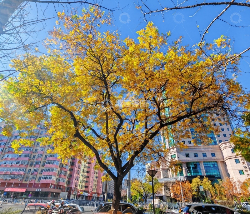 高清大图下载【趣麦麦图】城市秋景金黄树叶高楼背景