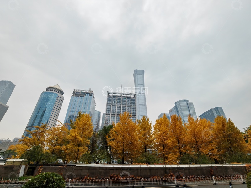 高清大图下载【趣麦麦图】城市秋景高楼银杏